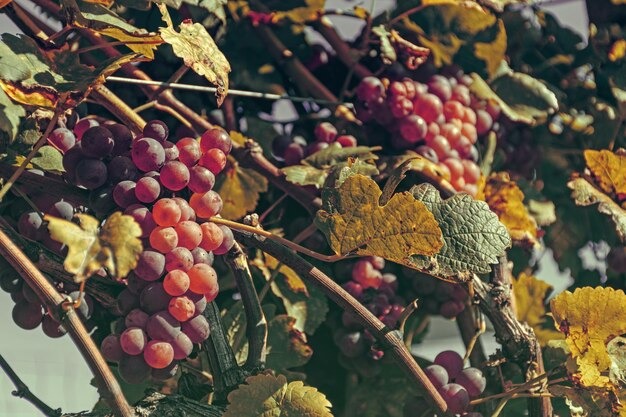 a group of fruit hanging from a tree